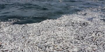 Denuncian que la industria pesquera descarta más de 110 mil toneladas de merluza por año: Son ejemplares juveniles que se arrojan al mar