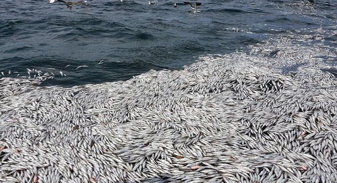 Denuncian que la industria pesquera descarta más de 110 mil toneladas de merluza por año: Son ejemplares juveniles que se arrojan al mar