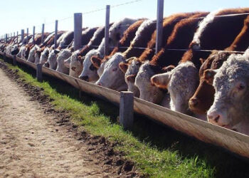 Un informe oficial confirma la crisis de rentabilidad en los feedlots: El ingreso de terneros cayó casi 20% en octubre