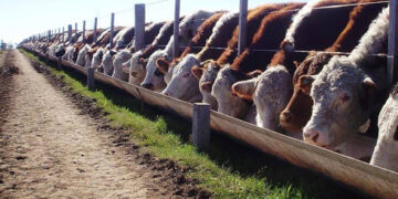 Un informe oficial confirma la crisis de rentabilidad en los feedlots: El ingreso de terneros cayó casi 20% en octubre