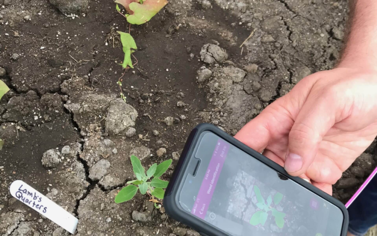 Basf lanzó su plataforma digital Xarvio: “Ninguna otra aplicación te da algoritmos predictivos de enfermedades”, define Hernán Mora