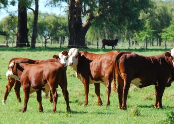 Preparan una lista de mandamientos para poder asegurar que la carne vacuna sea producida de modo sustentable