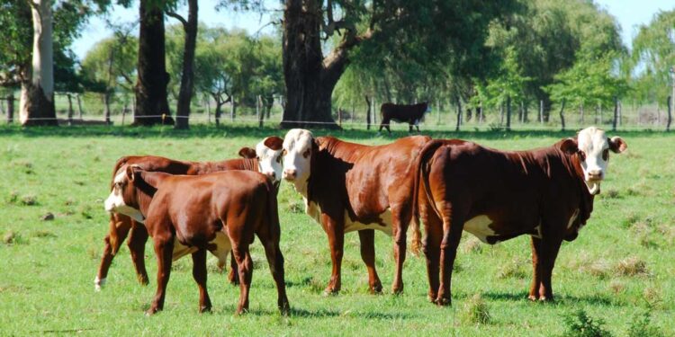 Preparan una lista de mandamientos para poder asegurar que la carne vacuna sea producida de modo sustentable