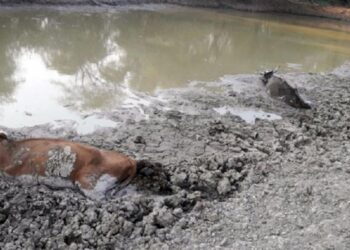 Gran preocupación por la pérdida de ganado en Santiago del Estero: Por la sequía se acabó la comida y no hay cómo sostener a las vacas