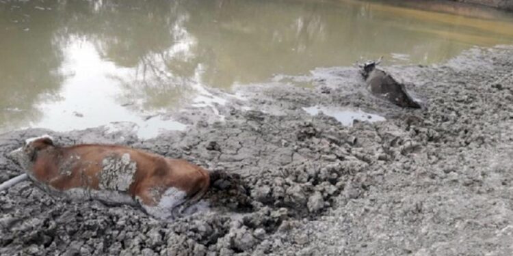 Gran preocupación por la pérdida de ganado en Santiago del Estero: Por la sequía se acabó la comida y no hay cómo sostener a las vacas