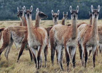 Atrápame si puedes: Tonchi Kusacovic nos cuenta la compleja experiencia de esquila sostenible de los guanacos en Santa Cruz