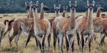 Atrápame si puedes: Tonchi Kusacovic nos cuenta la compleja experiencia de esquila sostenible de los guanacos en Santa Cruz