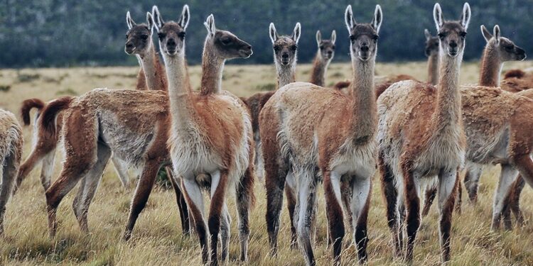 Atrápame si puedes: Tonchi Kusacovic nos cuenta la compleja experiencia de esquila sostenible de los guanacos en Santa Cruz