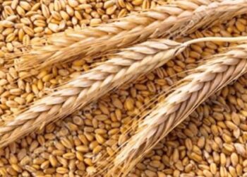 El Molino Campodónico lanzó la primera harina de trigo orgánica refinada del país: “La producimos un día por mes y crecemos todos los meses”, contó su presidente