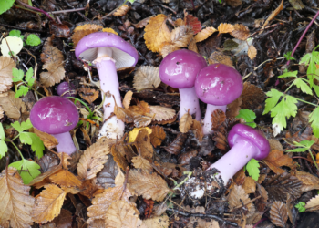 Patagonia Fungi: Desarrollaron una aplicación para identificar hongos comestibles y diferenciarlos de aquellos peligrosos