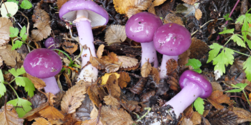 Patagonia Fungi: Desarrollaron una aplicación para identificar hongos comestibles y diferenciarlos de aquellos peligrosos