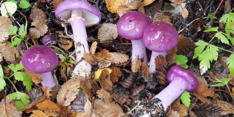 Patagonia Fungi: Desarrollaron una aplicación para identificar hongos comestibles y diferenciarlos de aquellos peligrosos