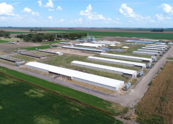 El plan chino, sin los chinos: Isowean, un grupo cordobés, quiere llegar a tener granjas con 10 mil madres y frigorífico propio