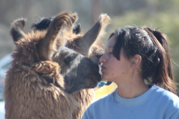 En Andalhuala, Catamarca, los Lagoria producen nueces y muestran bellos lugares a los turistas guiados por una llama