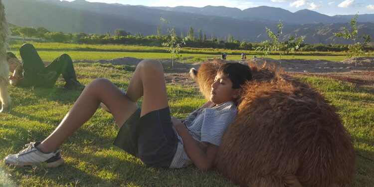 En Andalhuala, Catamarca, los Lagoria producen nueces y muestran bellos lugares a los turistas guiados por una llama