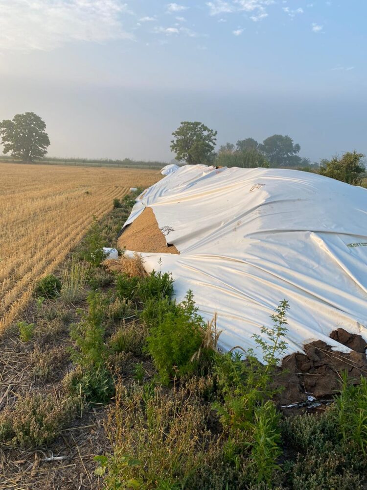 Todas las formas del vandalismo rural: En tres meses, a Javier Mondino le quemaron rollos, le faenaron animales y le rompieron silobolsas
