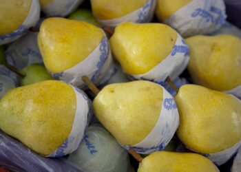 Pandemia mediante, la exportación de fruta fresca creció un 6% respecto al 2019