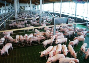 De Pormag a Expormag: Otra movida para consolidar el nuevo perfil exportador en el  sector productor de cerdos