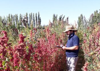 ¿Y si hacemos quinua en San Juan? Especialistas del INTA afirman que es posible y hasta desarrollan variedades