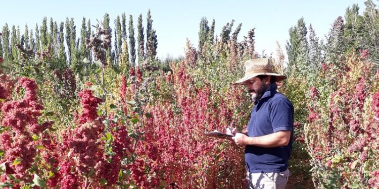 ¿Y si hacemos quinua en San Juan? Especialistas del INTA afirman que es posible y hasta desarrollan variedades