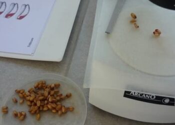 Análisis gratuitos en trigo: La provincia de Buenos Aires mantiene viva la llama para tener un mapa de calidad