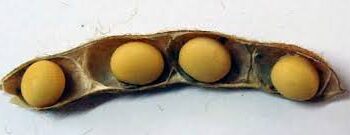 ¿Y qué pasó con la soja que prometía 4 porotos por vaina? Ahí sigue, esperando alguna semillera que se anime a multiplicarla