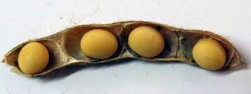 ¿Y qué pasó con la soja que prometía 4 porotos por vaina? Ahí sigue, esperando alguna semillera que se anime a multiplicarla