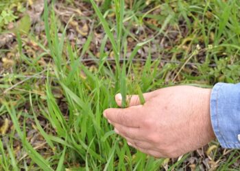 Se pierde cerca del 18% del carbono de los suelos cuando se sacan bosques o pasturas para darles un destino productivo