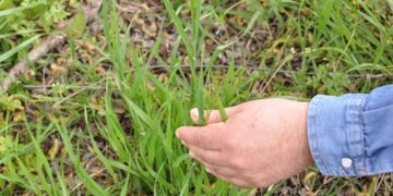 Se pierde cerca del 18% del carbono de los suelos cuando se sacan bosques o pasturas para darles un destino productivo