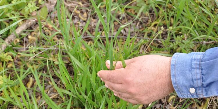 Se pierde cerca del 18% del carbono de los suelos cuando se sacan bosques o pasturas para darles un destino productivo