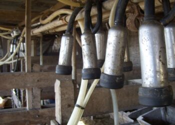 Con mucho apoyo oficial, la UTT planea instalar una fabrica láctea para 40 tambos familiares en San Vicente