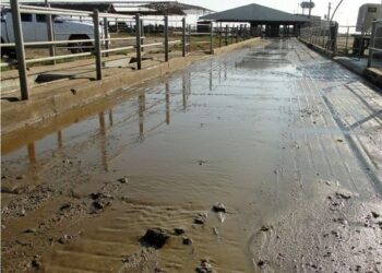 No solo se desperdicia agua lavando el auto: Alicia Otero, del INTA Villegas, recomienda usar un curioso rabasto con rueditas antes de manguerear las instalaciones del tambo
