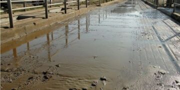 No solo se desperdicia agua lavando el auto: Alicia Otero, del INTA Villegas, recomienda usar un curioso rabasto con rueditas antes de manguerear las instalaciones del tambo