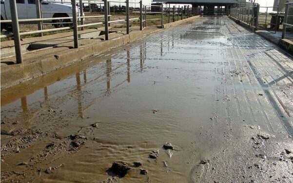 No solo se desperdicia agua lavando el auto: Alicia Otero, del INTA Villegas, recomienda usar un curioso rabasto con rueditas antes de manguerear las instalaciones del tambo