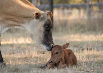 Las nuevas caras de la carne apuestan por una ganadería más sustentable y la economía circular