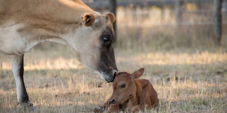 Las nuevas caras de la carne apuestan por una ganadería más sustentable y la economía circular