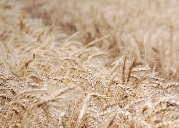 La cadena del trigo mostró madurez y finalmente el empalme con la nueva cosecha no resultó traumático