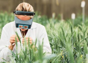 Bioceres canta retruco: Adquirió nuevos trigos modificados, como uno bajo en glúten y otro con alto contenido de fibra