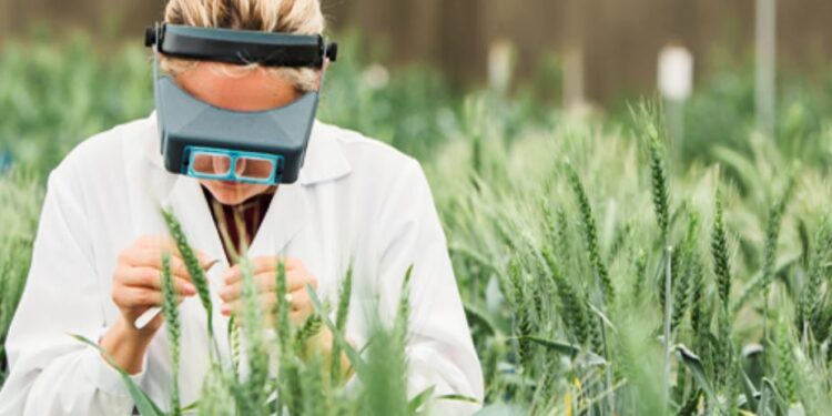 Bioceres canta retruco: Adquirió nuevos trigos modificados, como uno bajo en glúten y otro con alto contenido de fibra