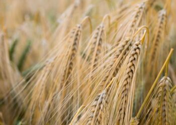 Hubo 40 mil productores que hicieron trigo en 2019/20, pero solo 4 mil concentraron la mitad de la superficie