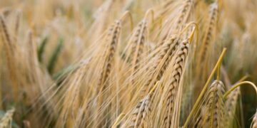 Hubo 40 mil productores que hicieron trigo en 2019/20, pero solo 4 mil concentraron la mitad de la superficie