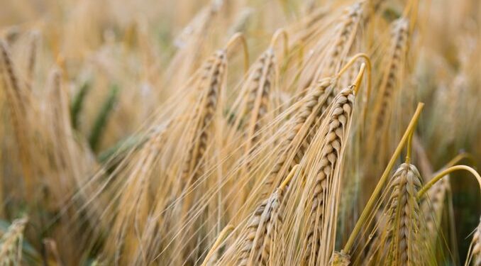 Hubo 40 mil productores que hicieron trigo en 2019/20, pero solo 4 mil concentraron la mitad de la superficie