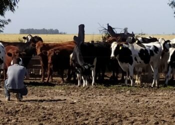 Por más y mejor periodismo agropecuario, se fusionan Bichos de Campo y Valorsoja