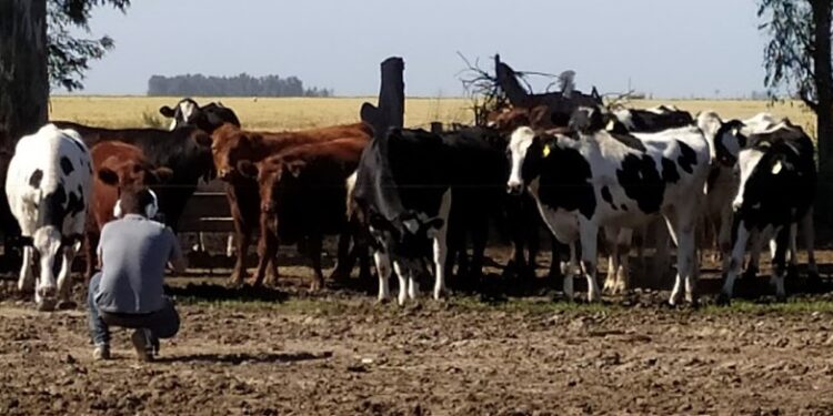Por más y mejor periodismo agropecuario, se fusionan Bichos de Campo y Valorsoja