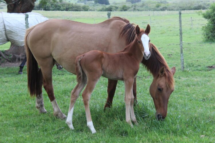 Elizabeth vive en un campo de Uruguay y se siente dichosa: “Estoy orgullosa de haber roto con el prejuicio de que criar un hijo en el campo es coartarlo”