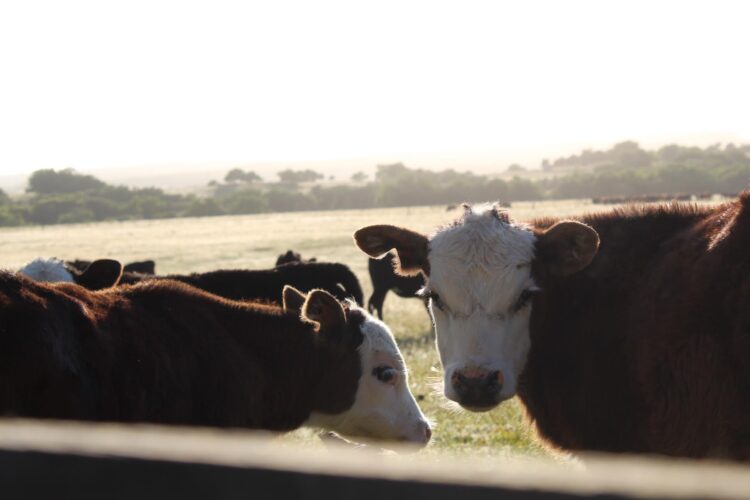 Elizabeth vive en un campo de Uruguay y se siente dichosa: “Estoy orgullosa de haber roto con el prejuicio de que criar un hijo en el campo es coartarlo”