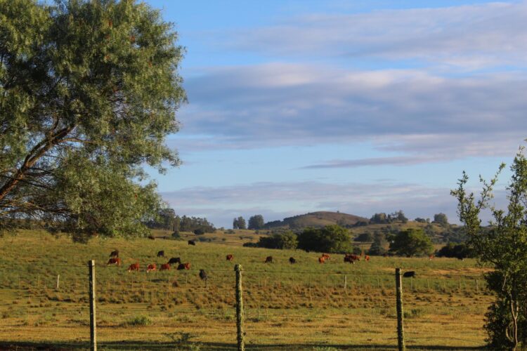 Elizabeth vive en un campo de Uruguay y se siente dichosa: “Estoy orgullosa de haber roto con el prejuicio de que criar un hijo en el campo es coartarlo”