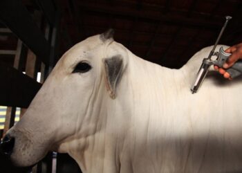 El mundo quiere carne: El stock bovino global está a un paso de alcanzar las 1000 millones de cabezas