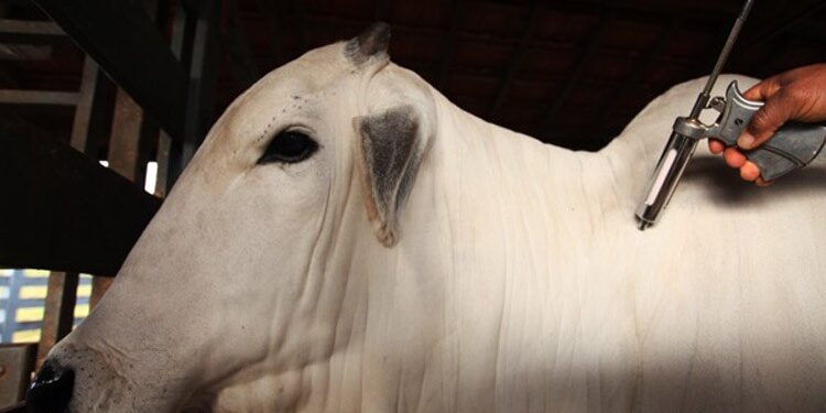 El mundo quiere carne: El stock bovino global está a un paso de alcanzar las 1000 millones de cabezas