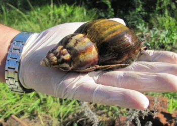 Hay temor en Misiones tras la aparición de nuevos ejemplares del caracol gigante africano